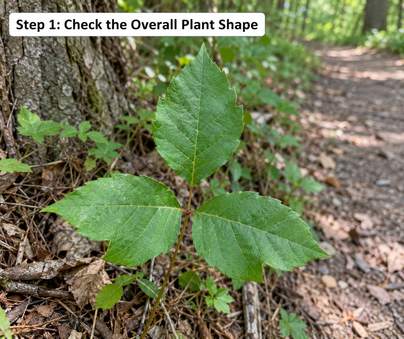 Step 1: Check the Overall Plant Shape