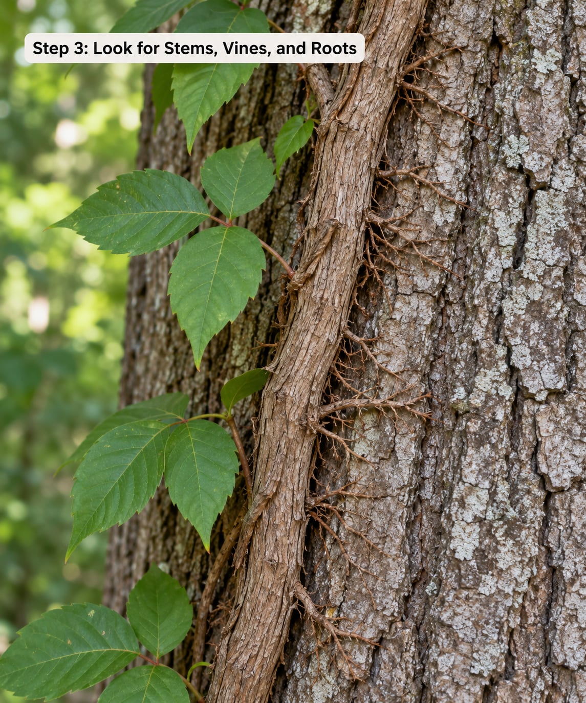 Step 3: Look for Stems, Vines, and Roots